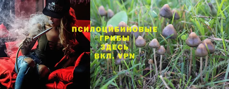 где купить   Азнакаево  МЕГА tor  Галлюциногенные грибы MAGIC MUSHROOMS 